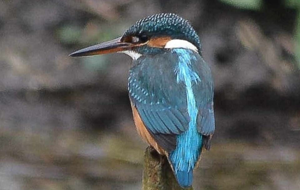 Kingfisher on River Ure near Masham