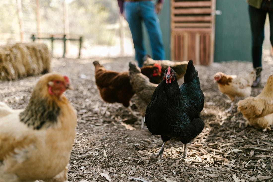 Avian Influenza measures for hen keepers