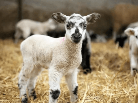 Lambing Live Event at Monk Park Farm