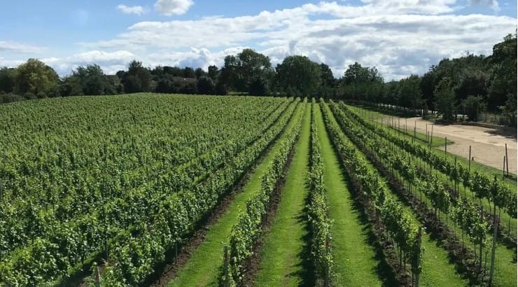 Dunesforde Tours and Tasting in Mashamshire