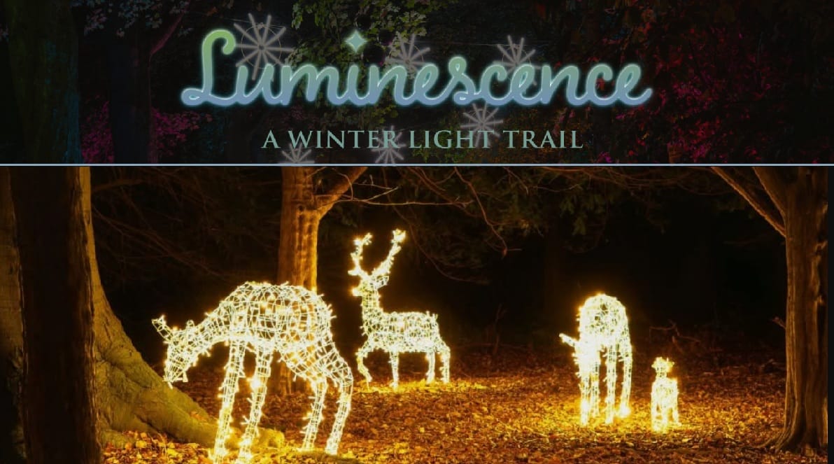 Luminescence - A Winter Light Trail